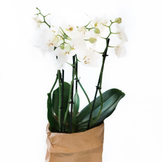 Perhosorkidea, valkoinen