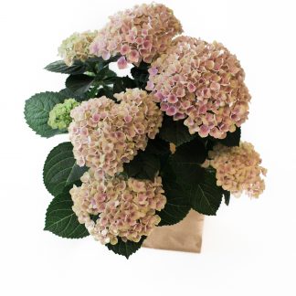 Hydrangea, pink