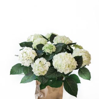 Hydrangea, white