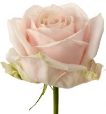 Ruusu, vaaleanpunainen