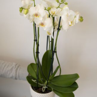 Orkidea keraamisessa ruukussa